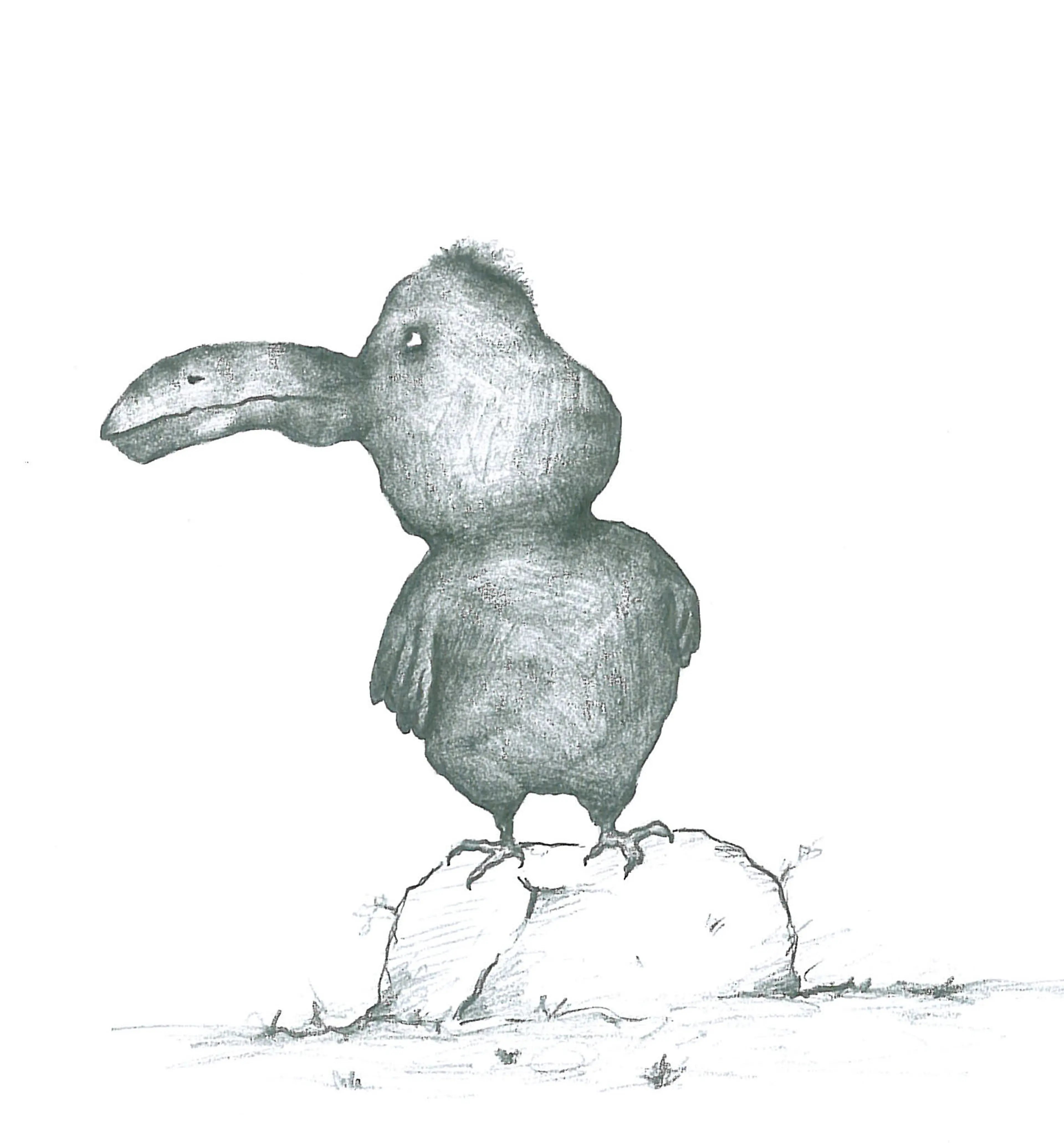 Animals (6)