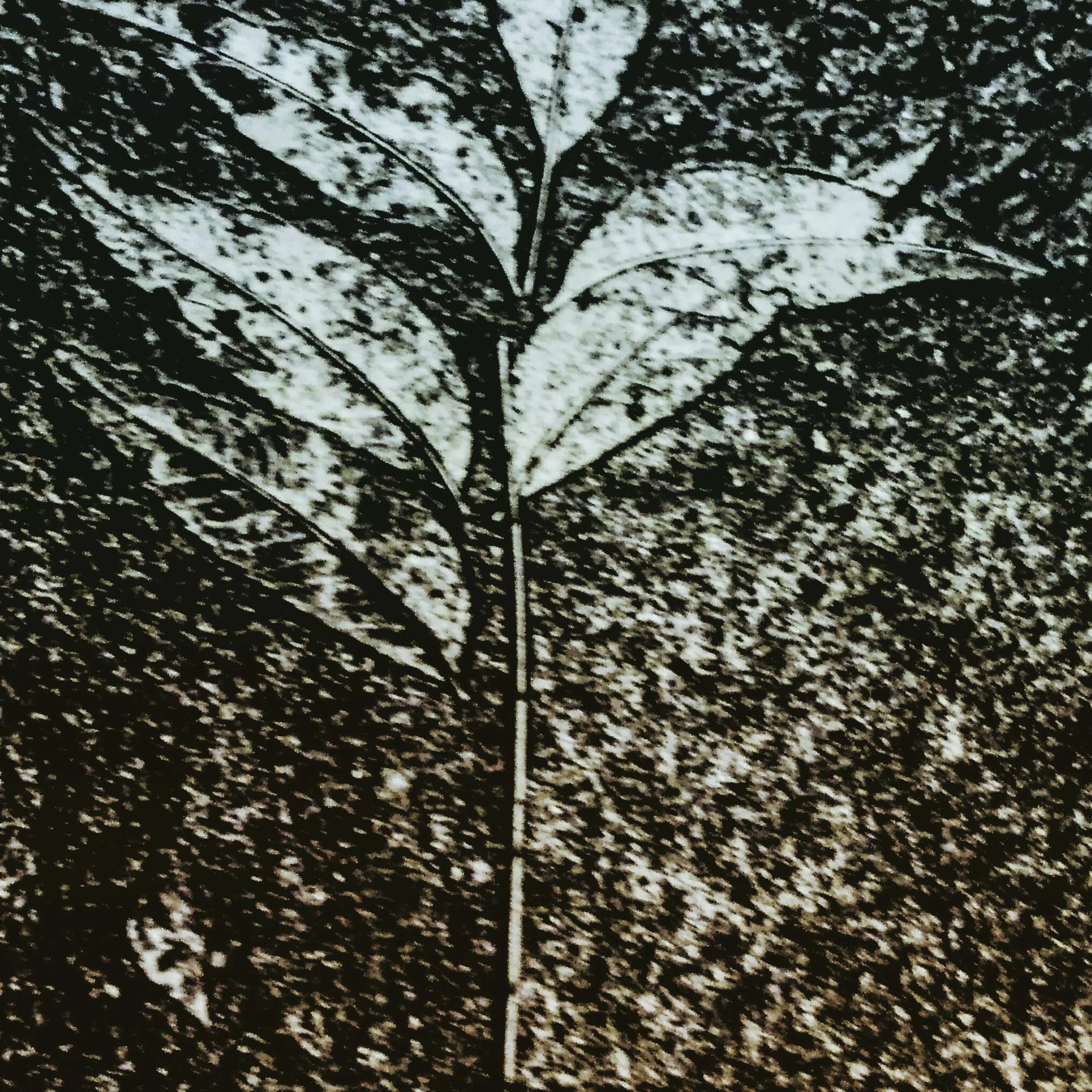 Tired Leaves