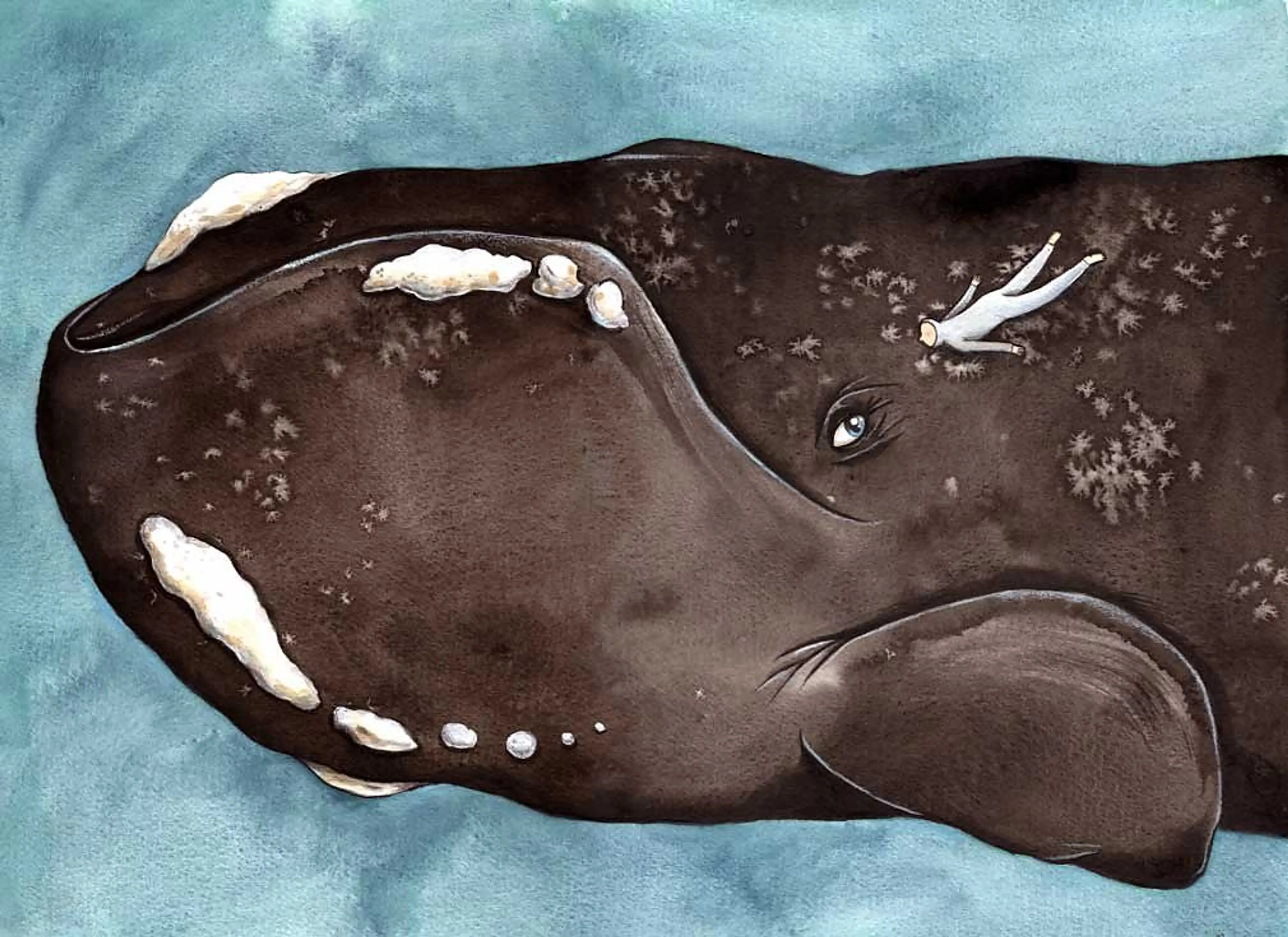 Right whale