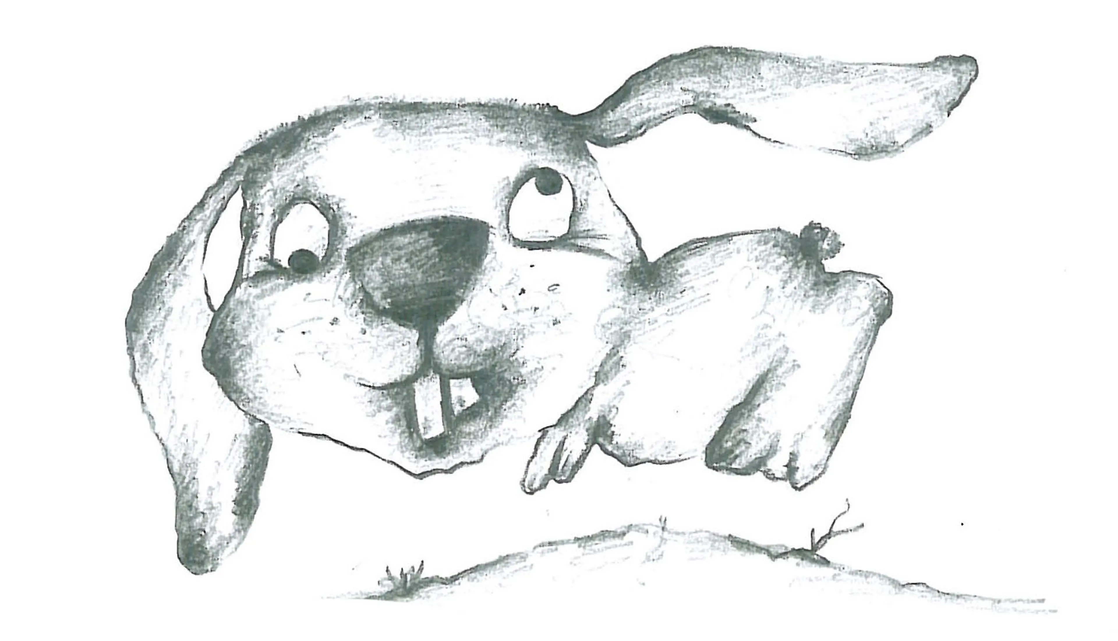 Animals (12)