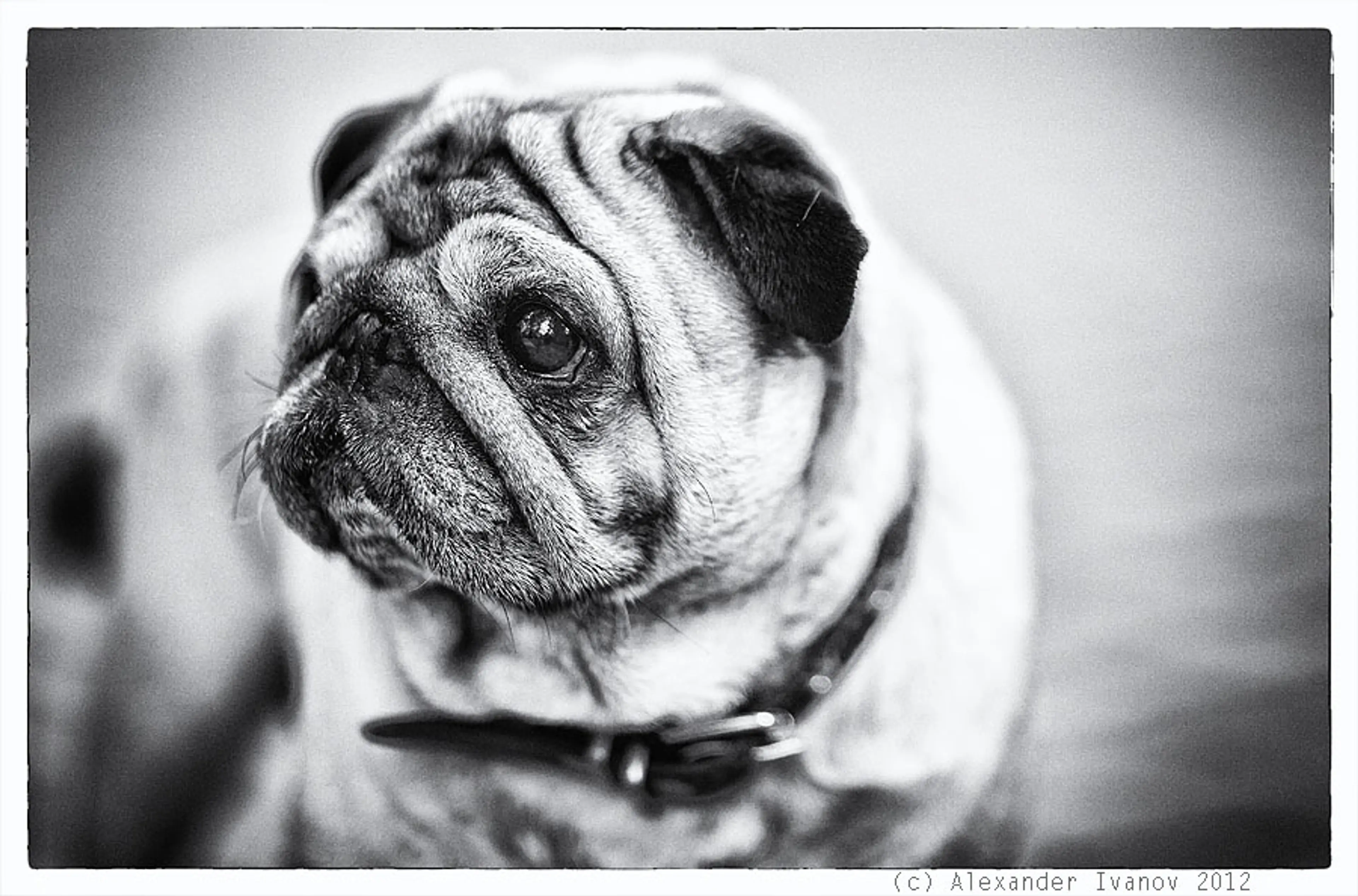 A bulldog