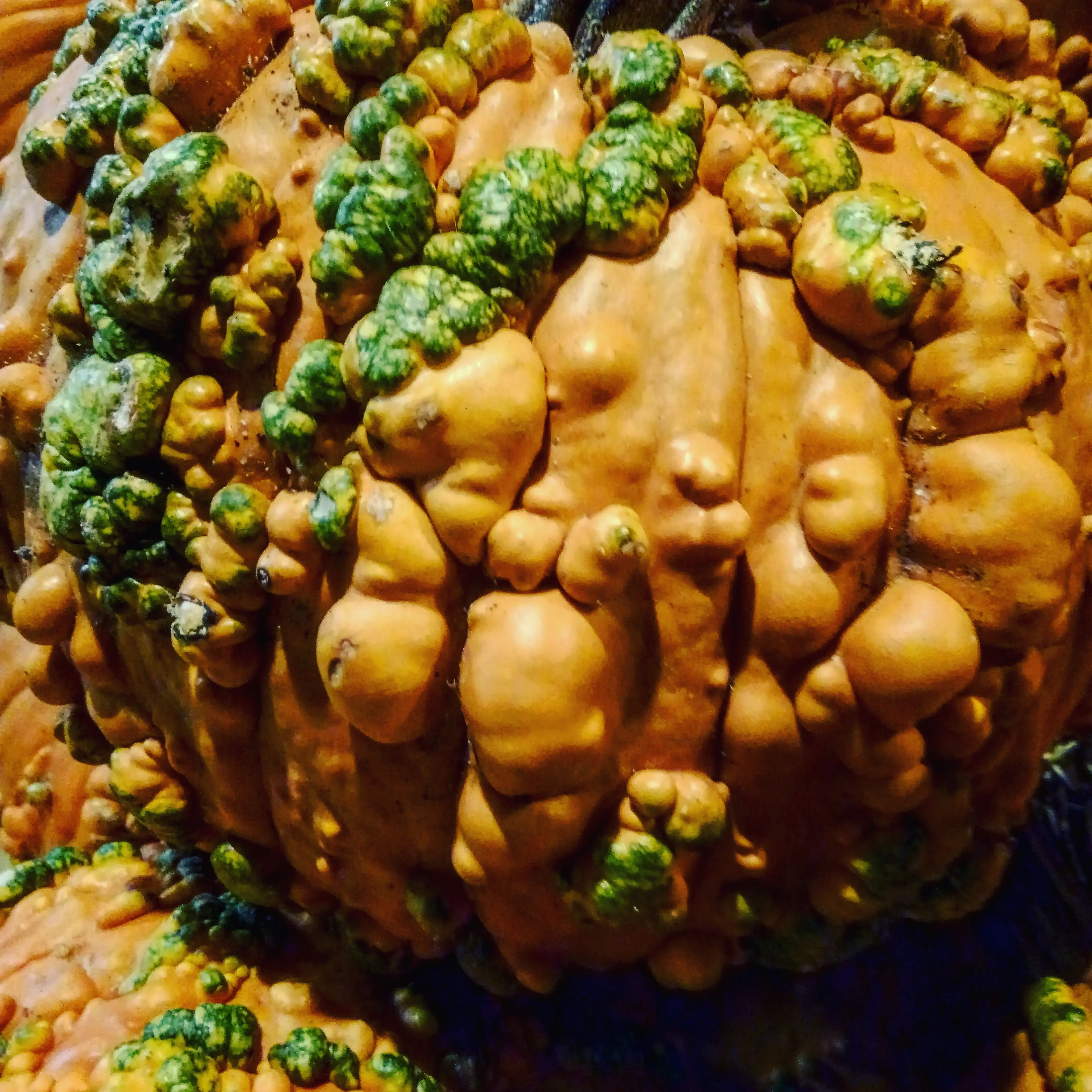 Leprotic Pumpking 6.jpg