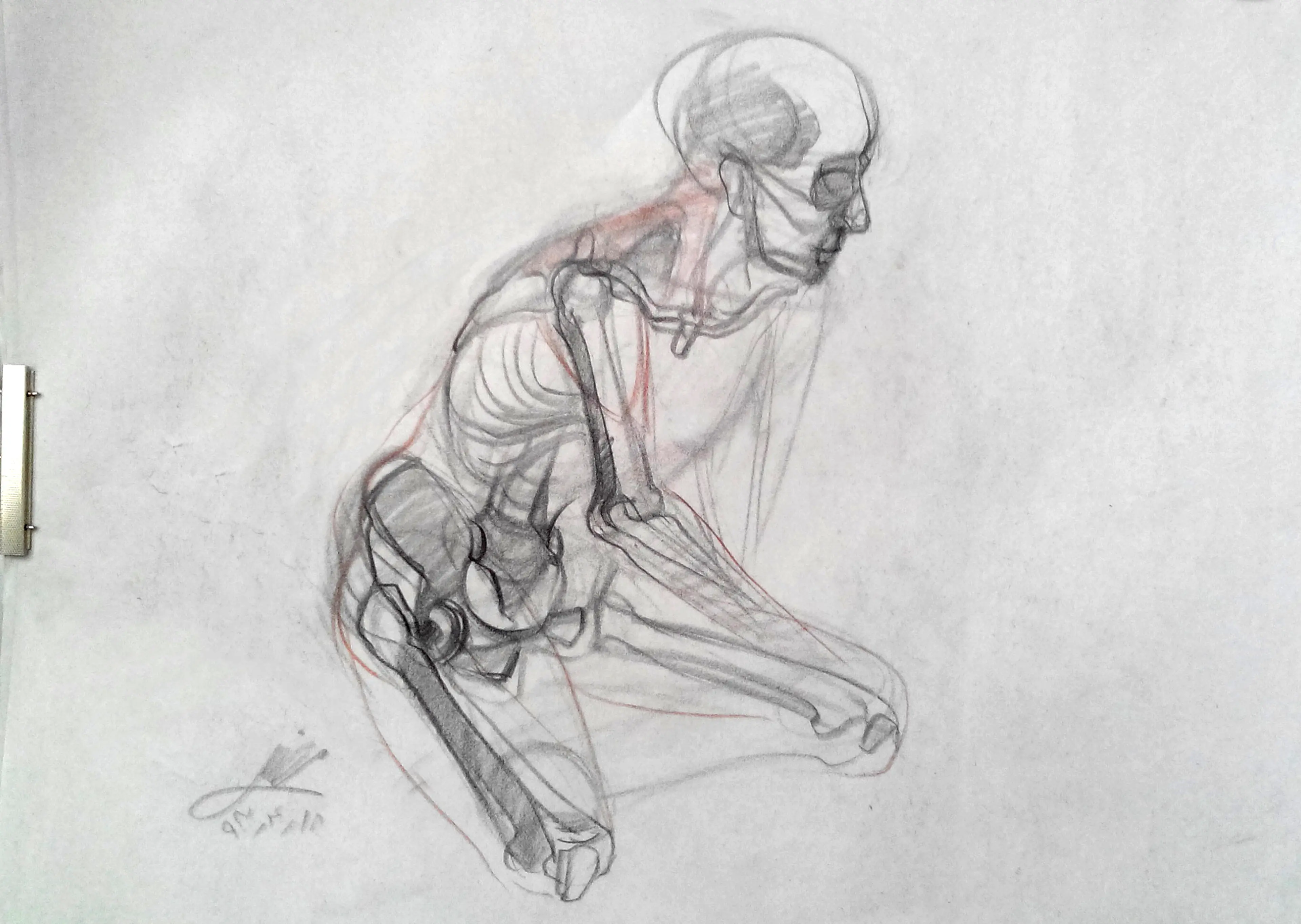 Anatomy studying - Live model
