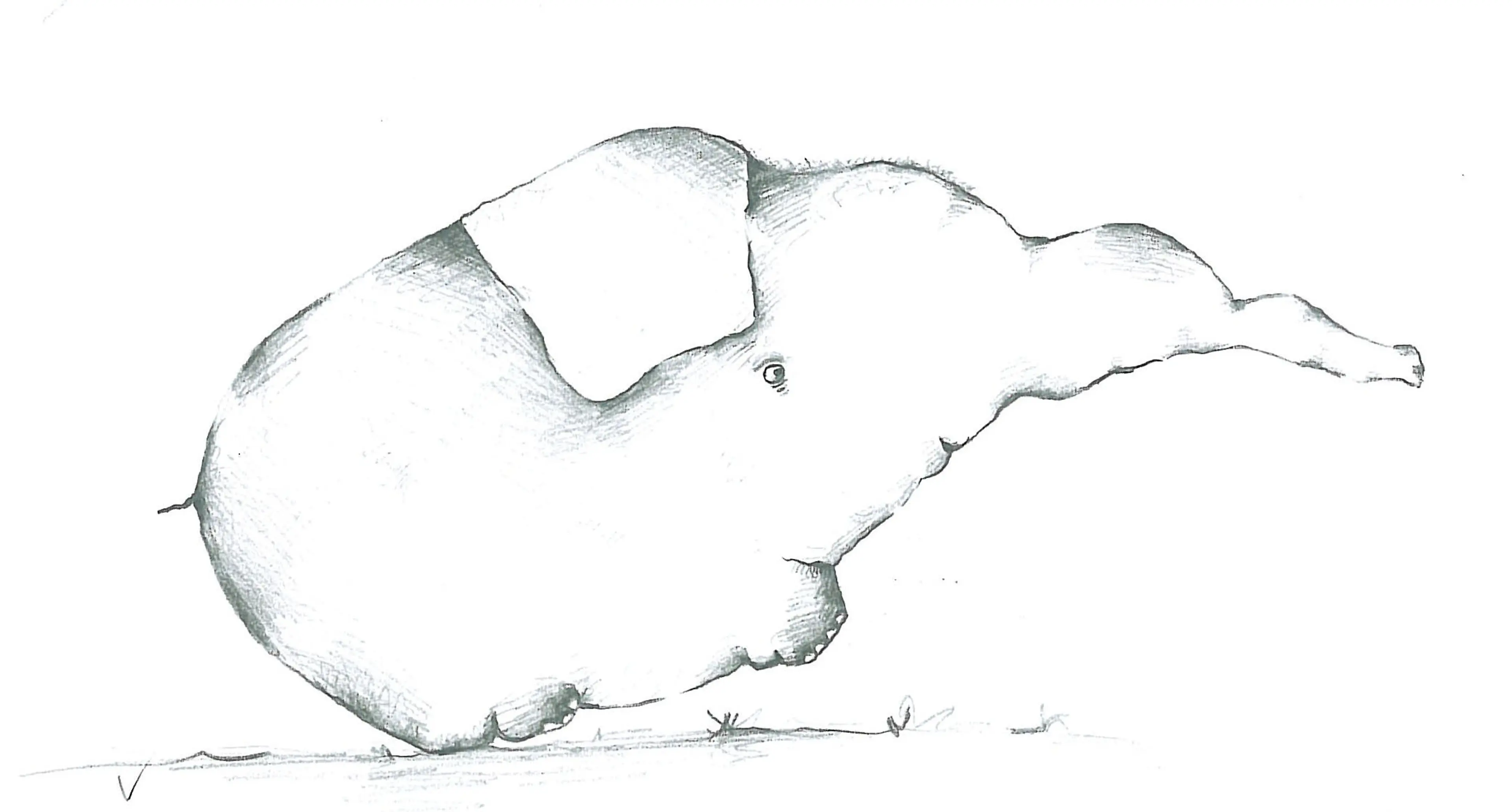 Animals (9)