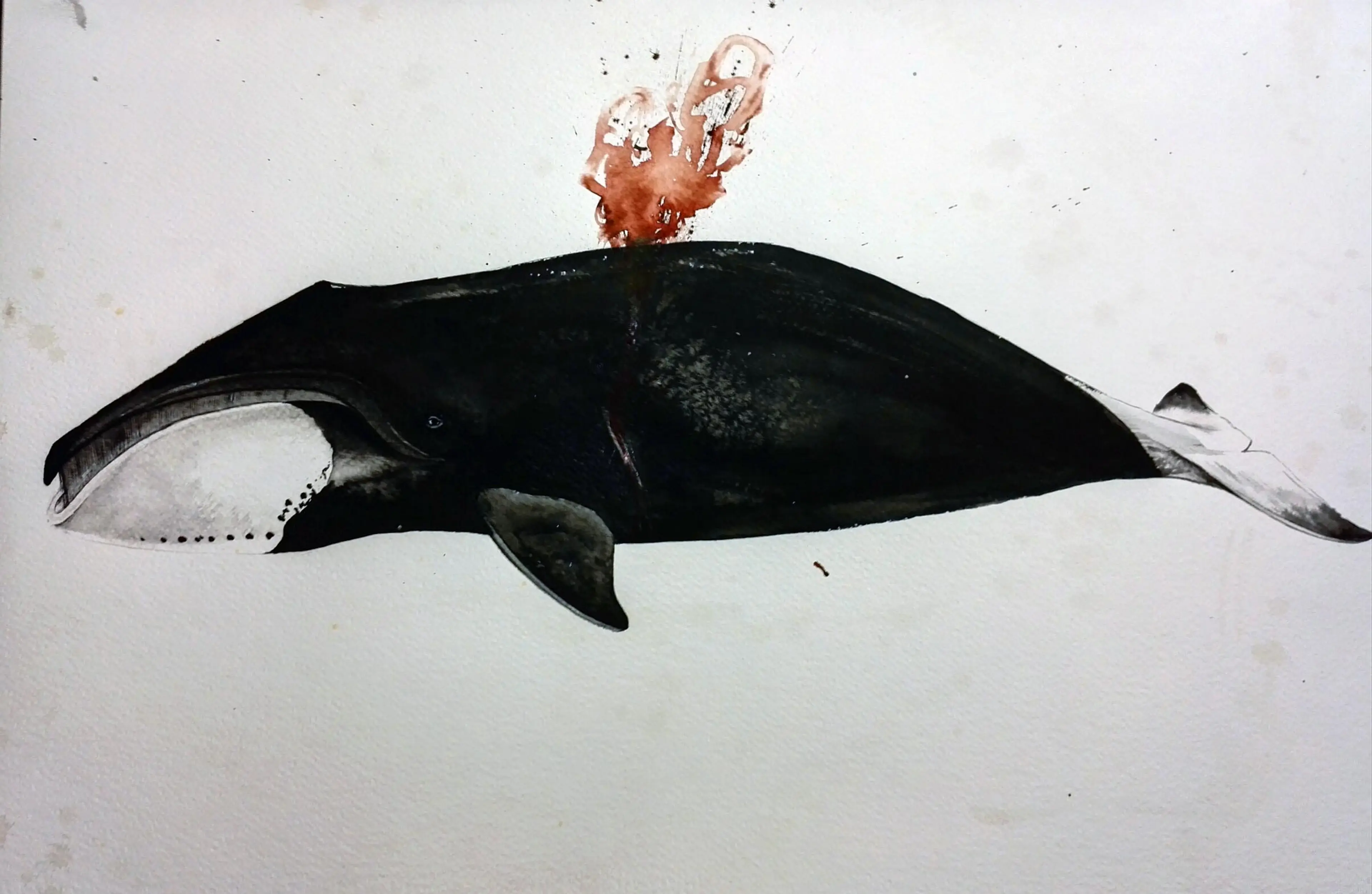 Starving Bowhead whale