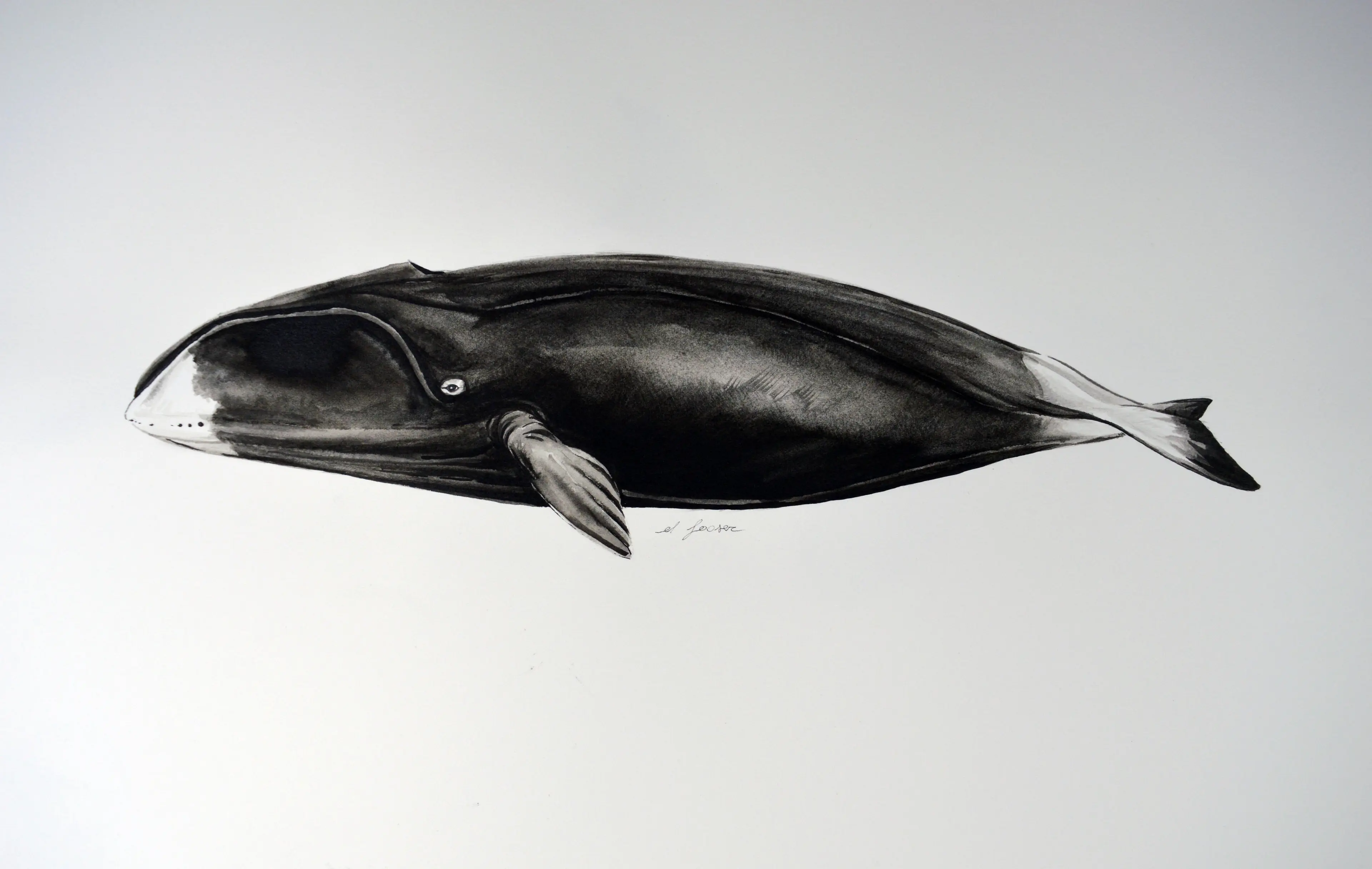 bowhead whale