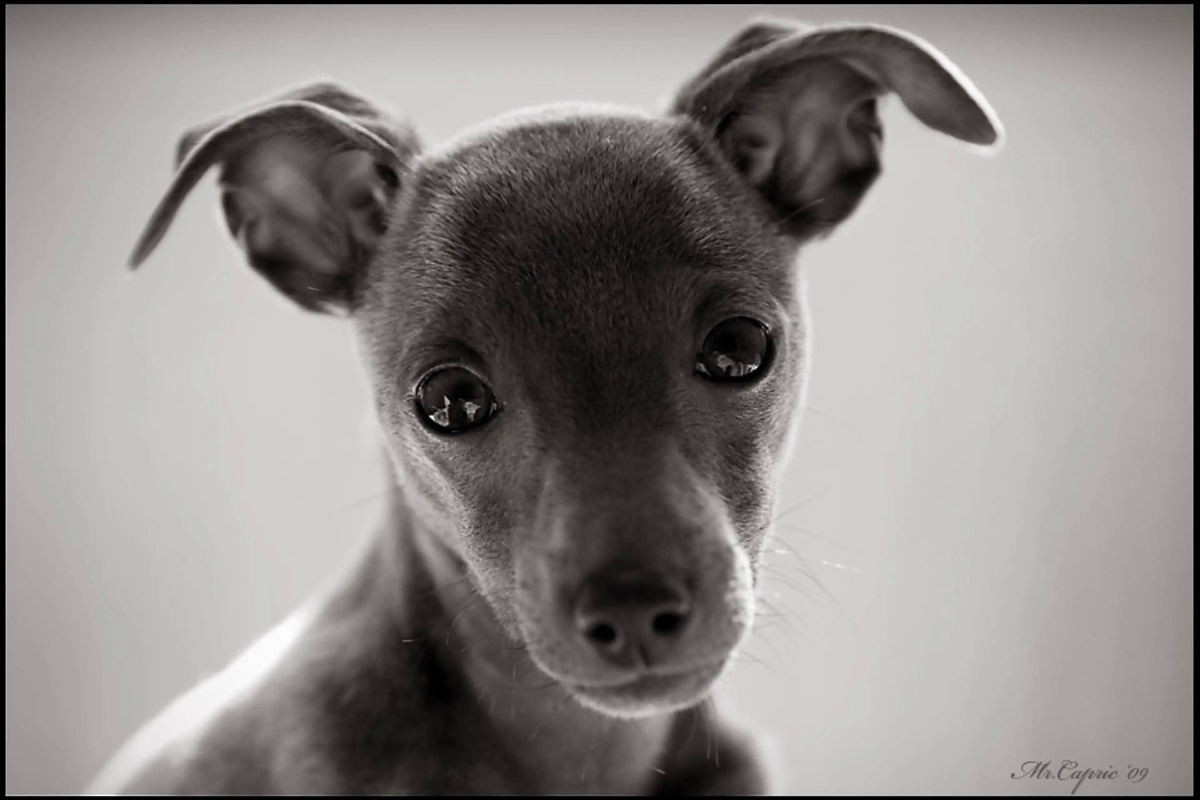 A dog