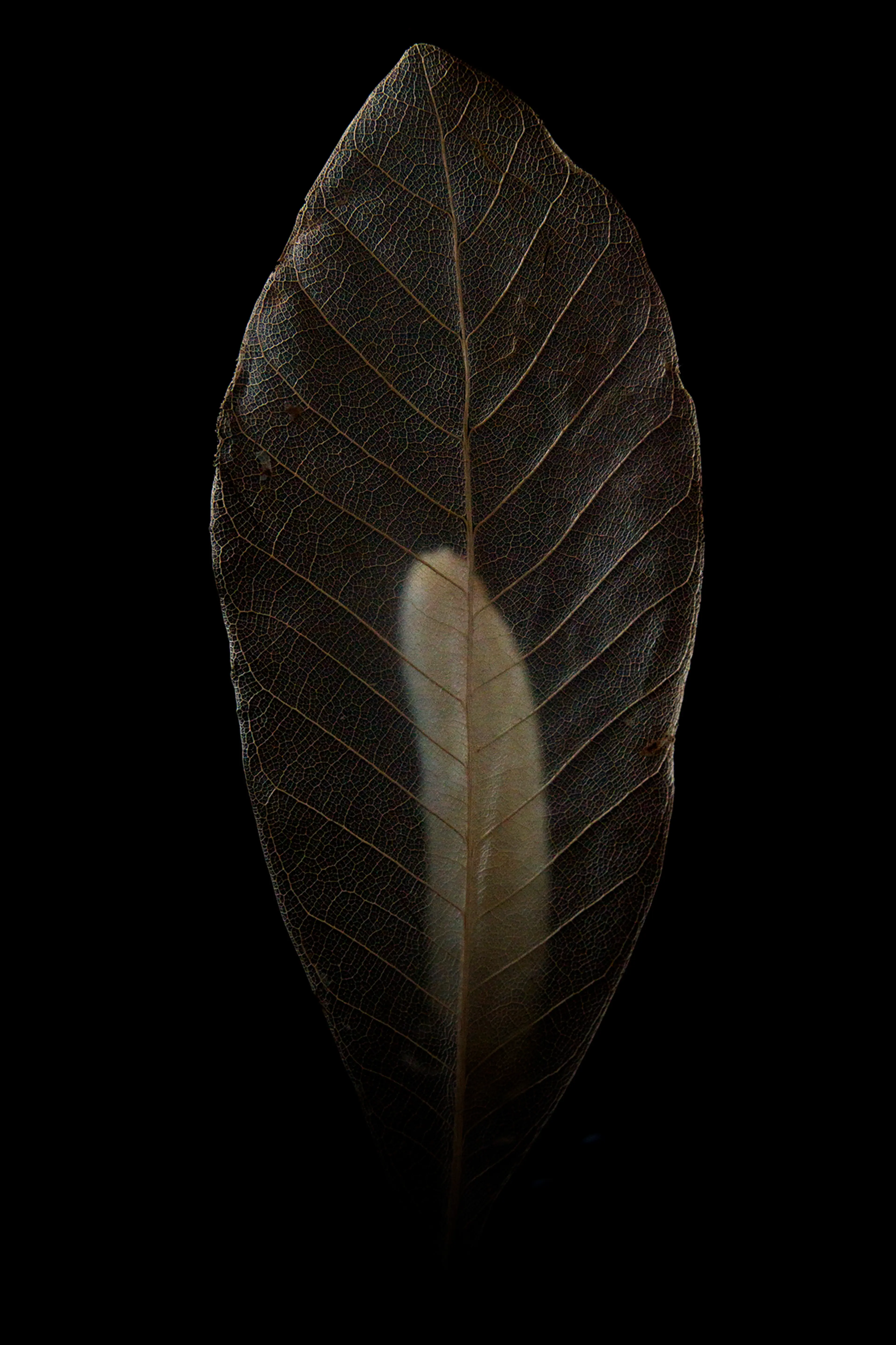 NATURES VIVES. CONFESSIONS