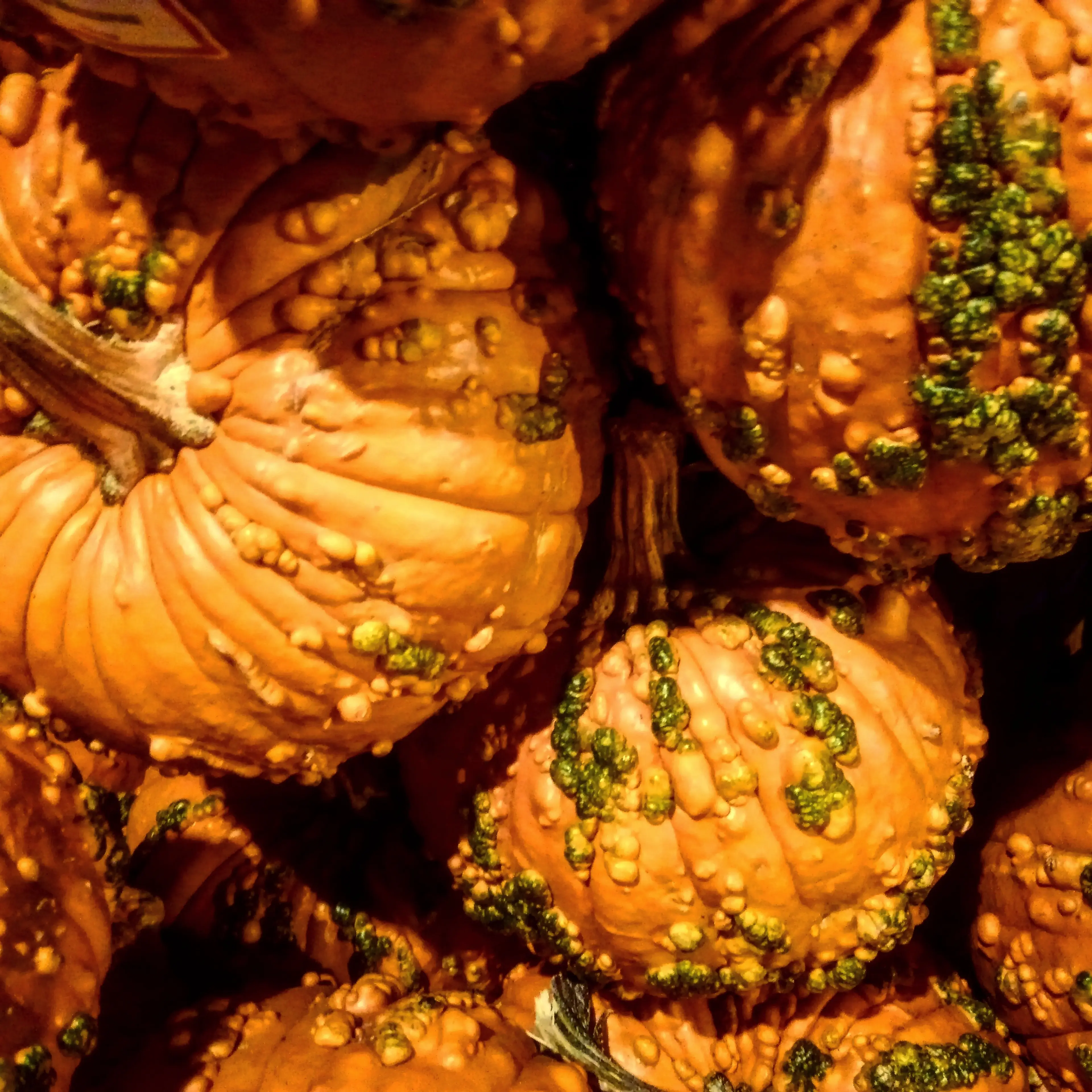 Leprotic Pumpkins #3.jpg