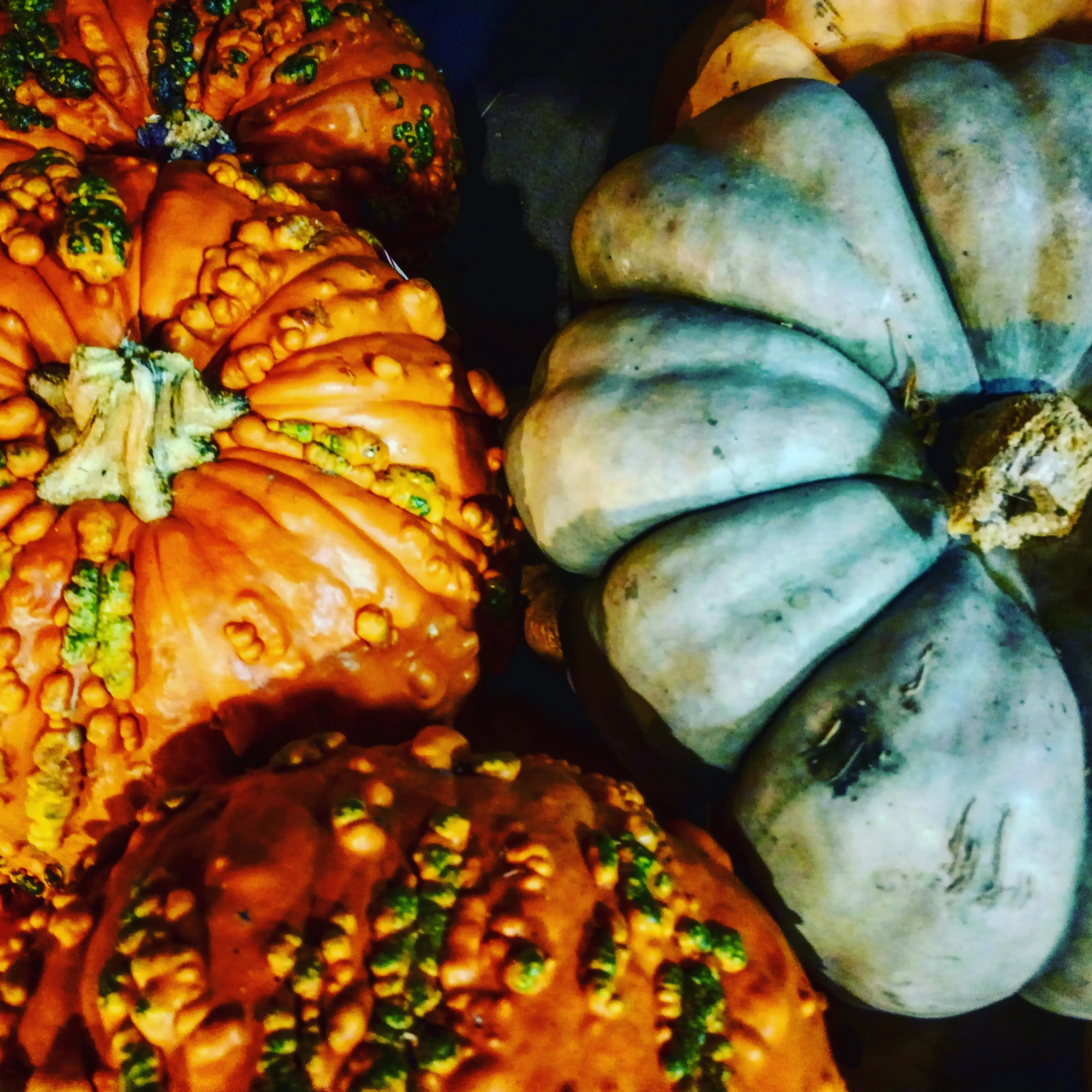 Leprotic Pumpkins 7.jpg — Photography — Leo Hall