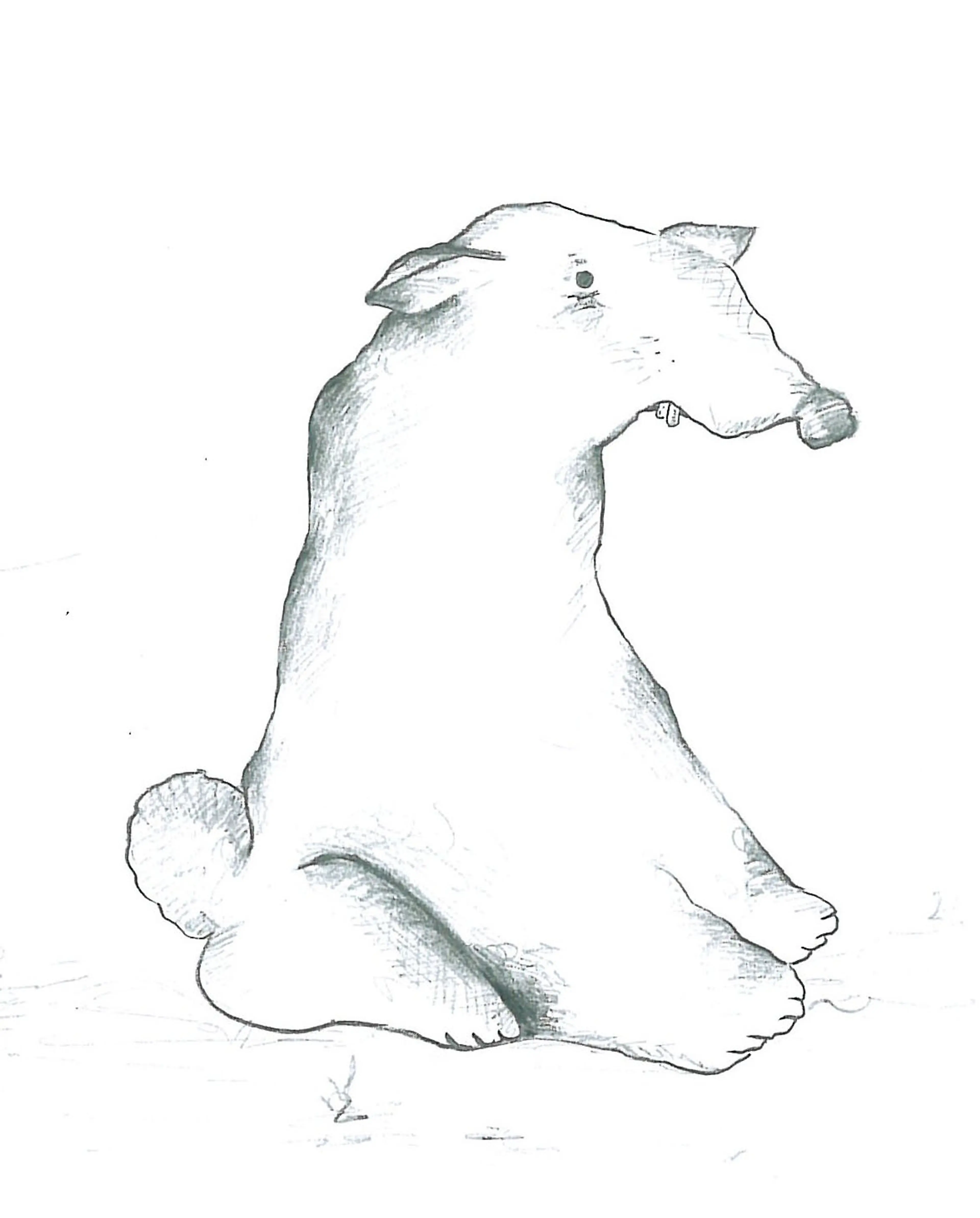 Animals (15)