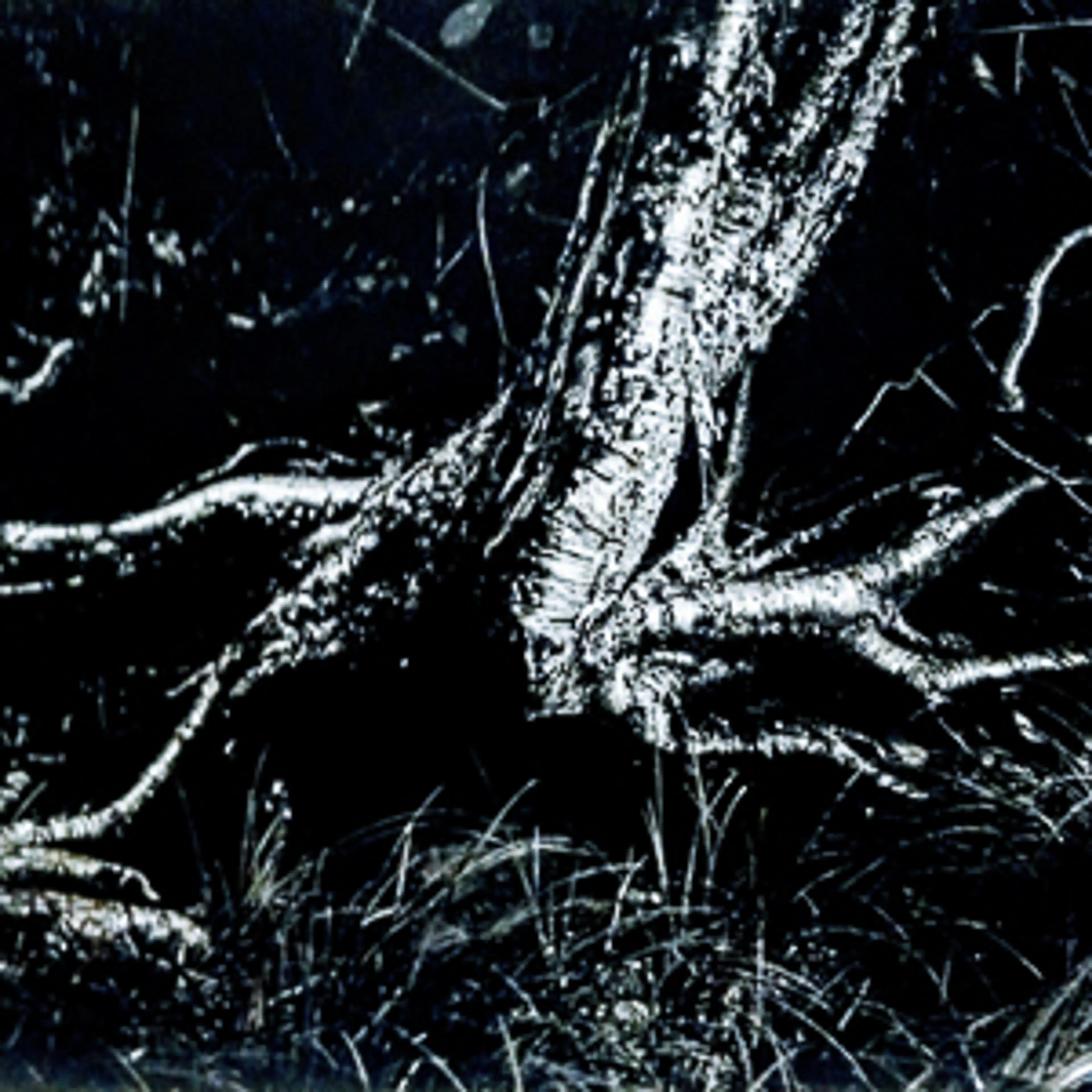 Tree Lurking on Gilfordr Creek, New Hampshire.jpg — Photography — Leo Hall