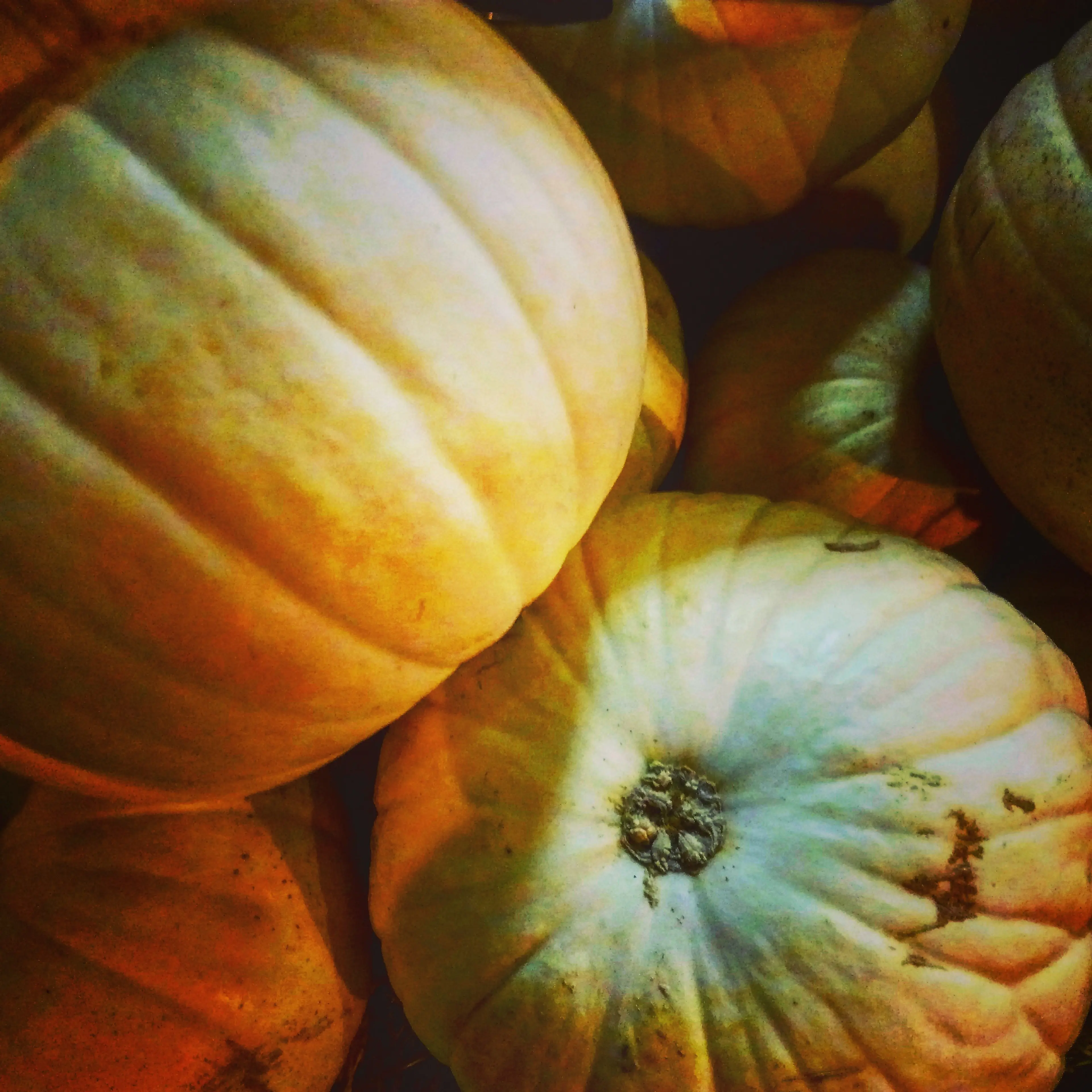 Leprotic Pumpkins 8.jpg