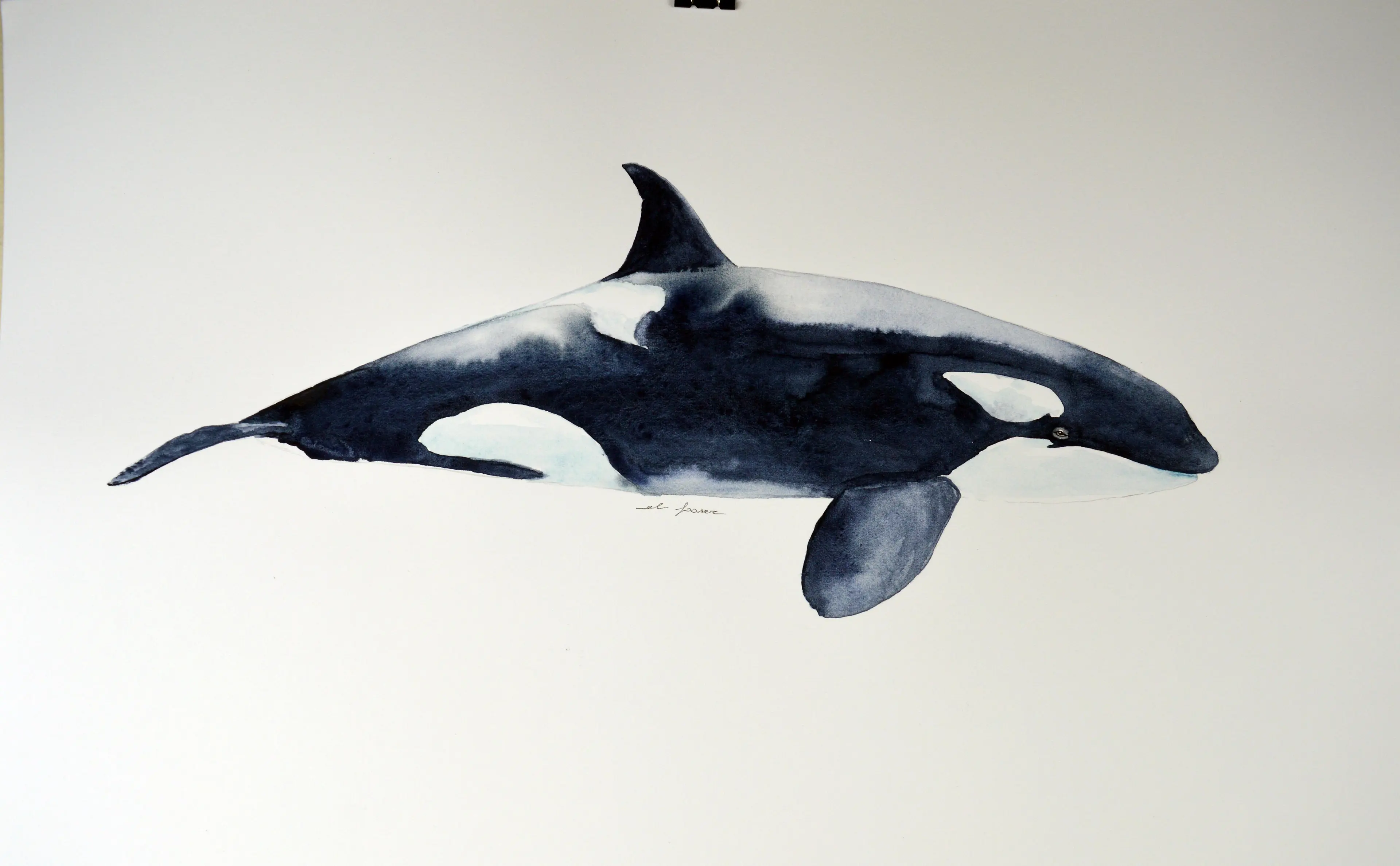 Orca