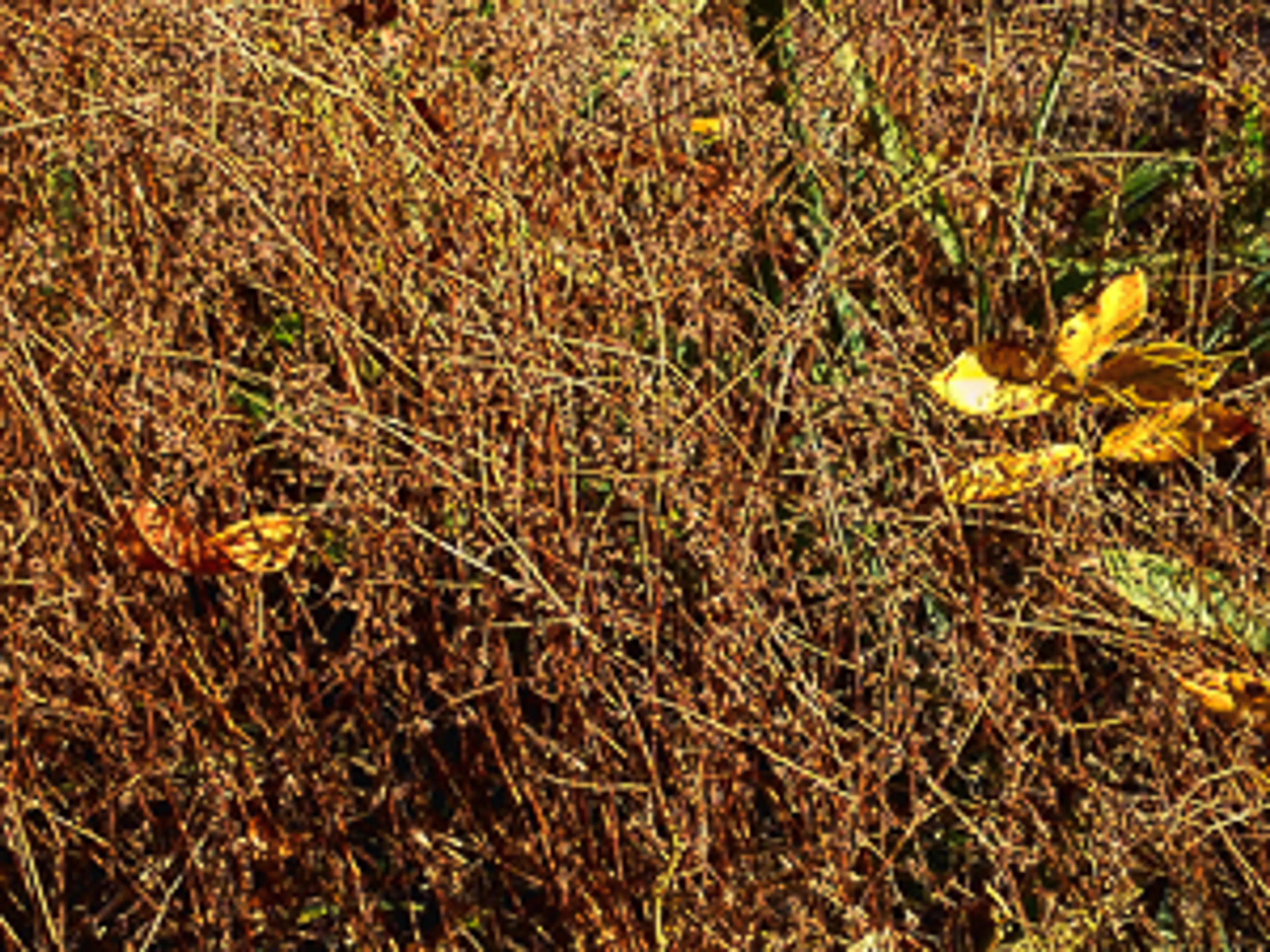 Weeds & Grasses